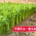 西芹种子禧玉皇早熟实心叶柄宽厚质地脆嫩抗病高产