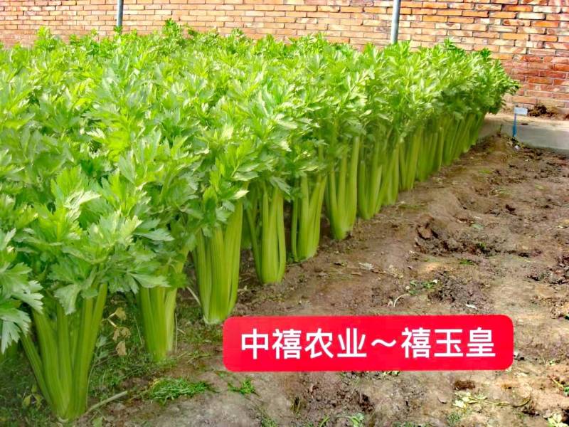 西芹种子禧玉皇早熟实心叶柄宽厚质地脆嫩抗病高产