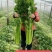 西芹种子禧玉皇早熟实心叶柄宽厚质地脆嫩抗病高产