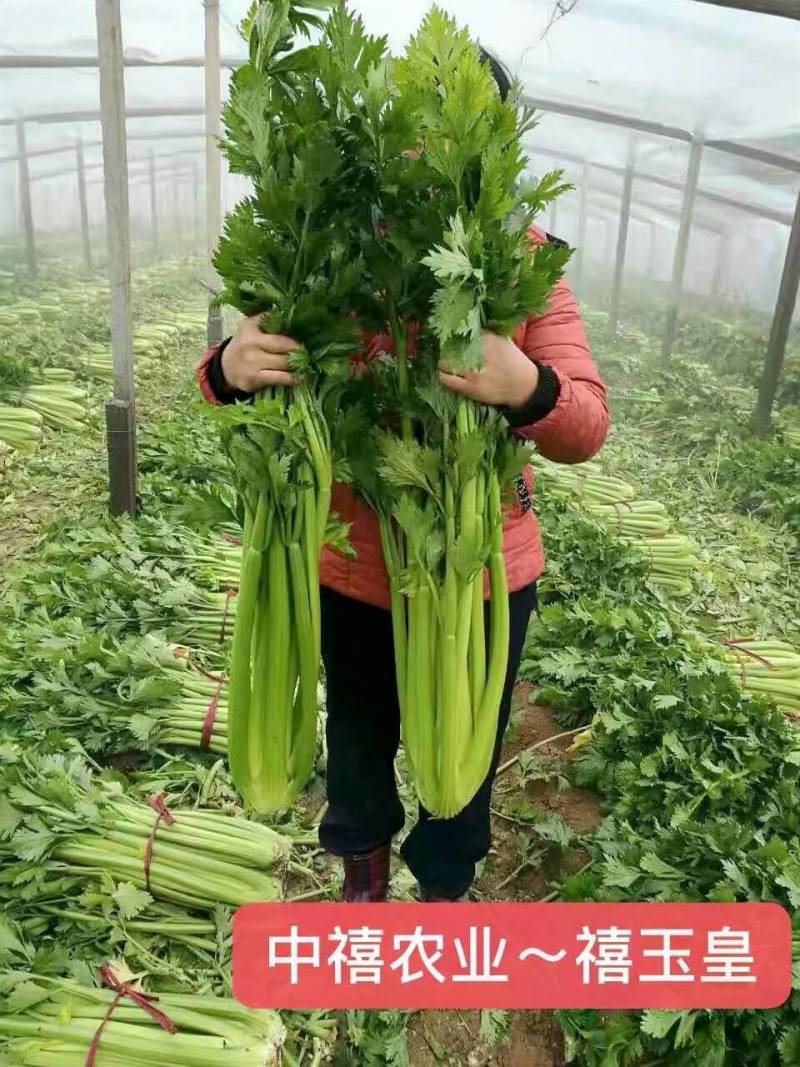 西芹种子禧玉皇早熟实心叶柄宽厚质地脆嫩抗病高产