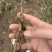 粉防己。种苗，土木香，汉防己，白木香种苗种子提供育苗技术