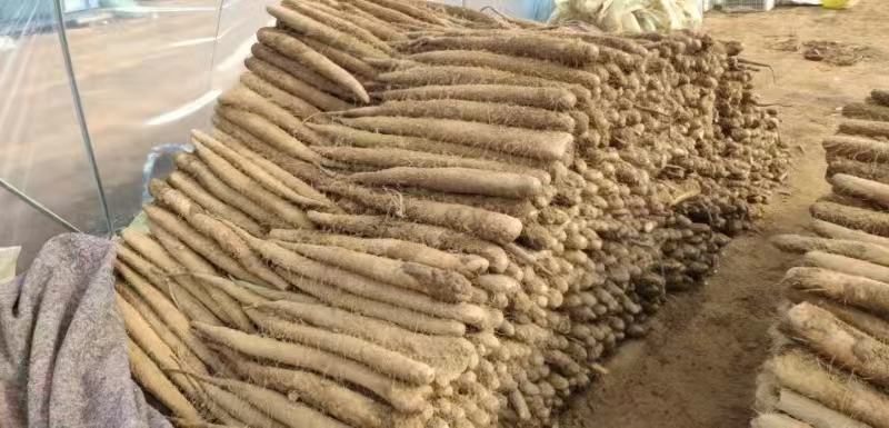 山东新鲜白玉面山药大量现货供应中（产地供货）