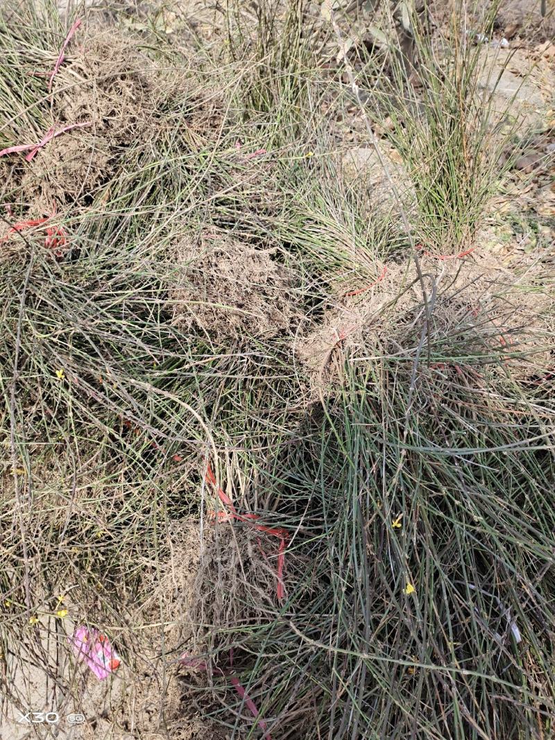 迎春花1，2，3年生专业种植销售公鼎苗木场