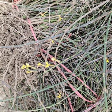 迎春花1，2，3年生专业种植销售公鼎苗木场