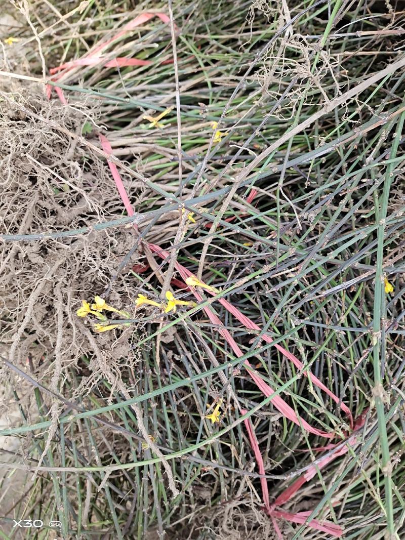 迎春花1，2，3年生专业种植销售公鼎苗木场