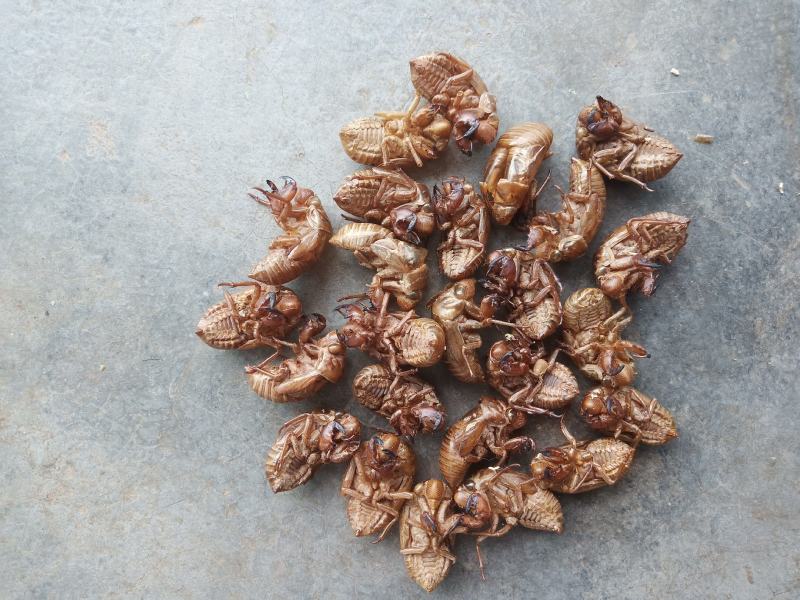 山东临沂产地知了壳蝉蜕水洗货精品，饮片厂专用