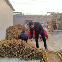 新疆吐鲁番特产大运（肉苁蓉）