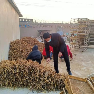 新疆吐鲁番特产大运（肉苁蓉）