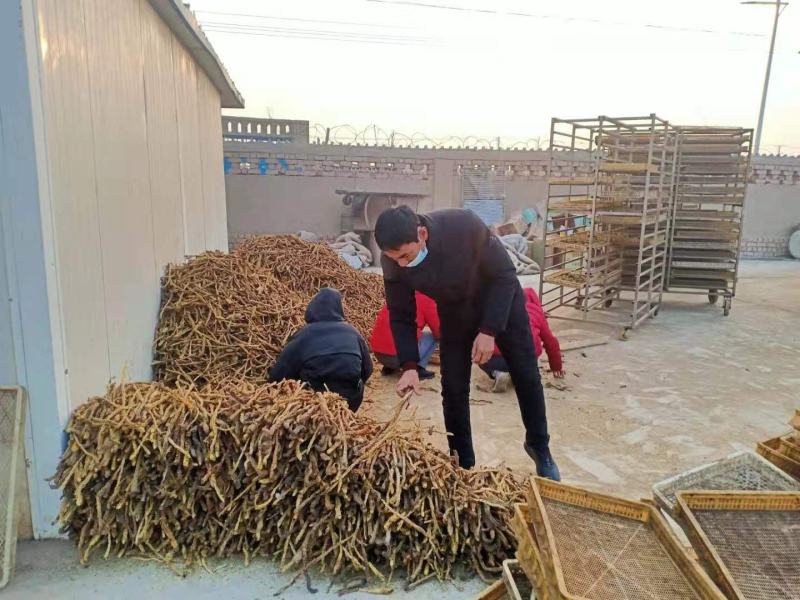 新疆吐鲁番特产大运（肉苁蓉）
