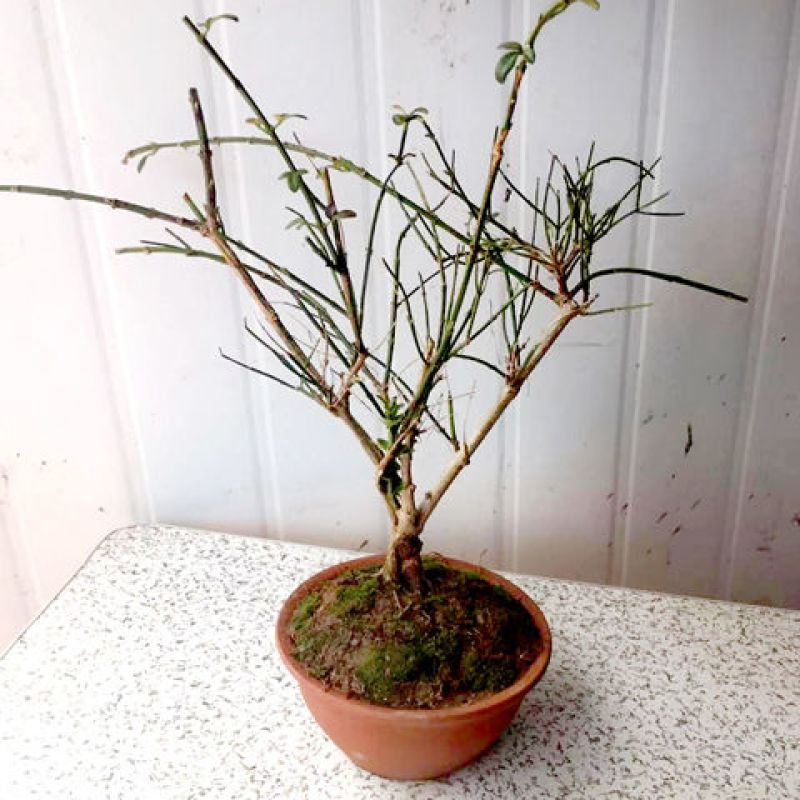 迎春花盆景实拍绿植花卉老根迎春微型盆栽虎蹄迎春小叶