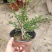 迎春花盆景实拍绿植花卉老根迎春微型盆栽虎蹄迎春小叶
