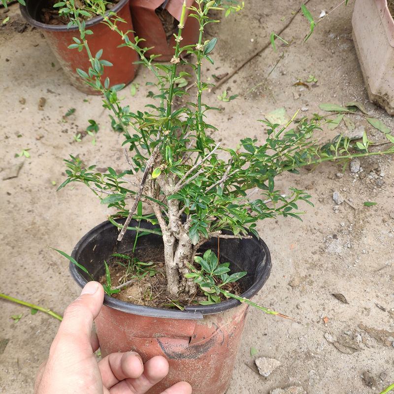 迎春花盆景实拍绿植花卉老根迎春微型盆栽虎蹄迎春小叶