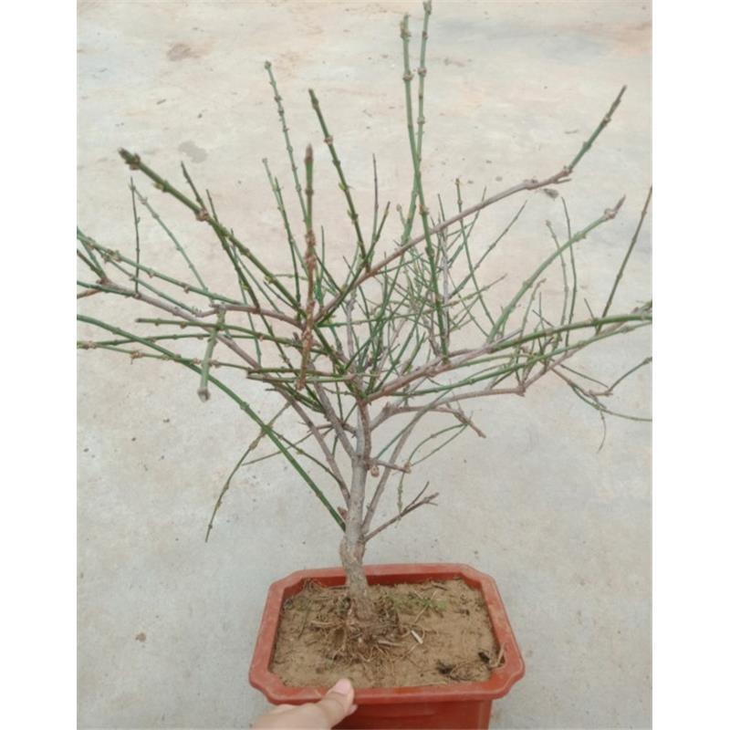 迎春花盆景实拍绿植花卉老根迎春微型盆栽虎蹄迎春小叶