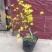 迎春花盆景实拍绿植花卉老根迎春微型盆栽虎蹄迎春小叶