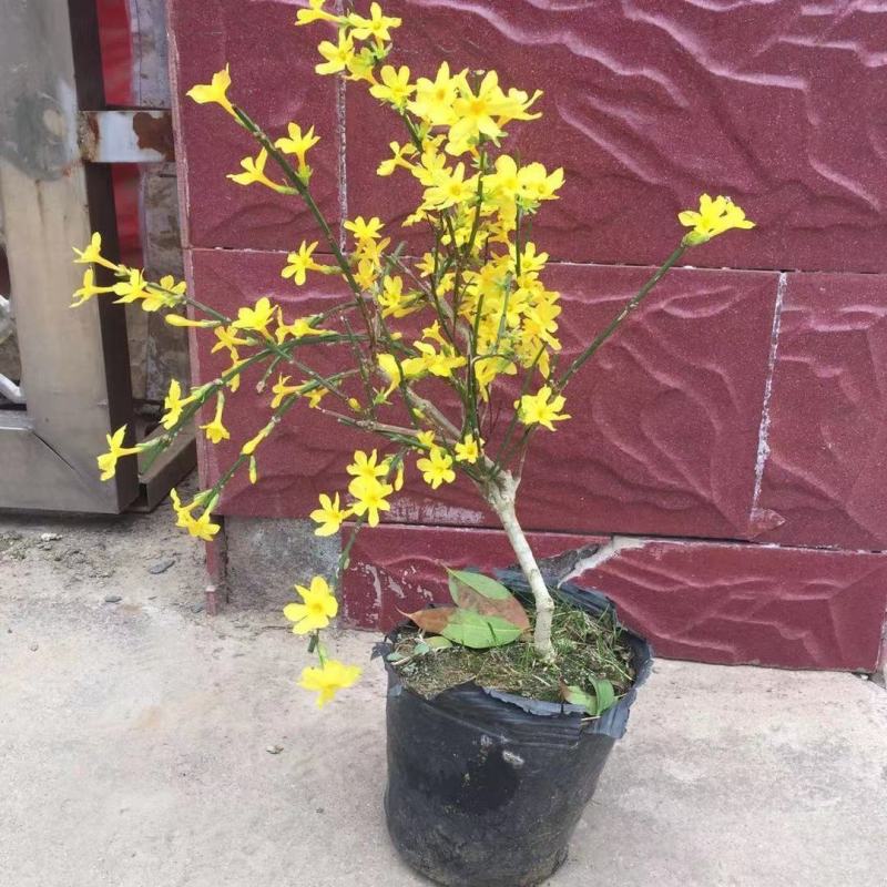 迎春花盆景实拍绿植花卉老根迎春微型盆栽虎蹄迎春小叶