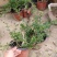 迎春花盆景实拍绿植花卉老根迎春微型盆栽虎蹄迎春小叶