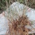 迎春花盆景实拍绿植花卉老根迎春微型盆栽虎蹄迎春小叶