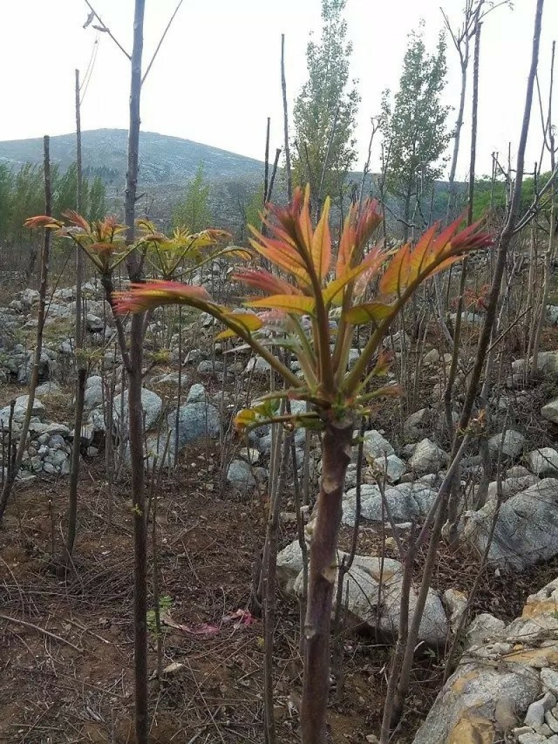 香椿芽批发基地山东省特产保证你满意