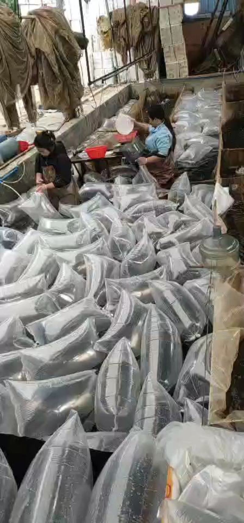 草鱼苗鲩鱼苗白草鱼鱼苗四大家鱼苗淡水包活包邮快