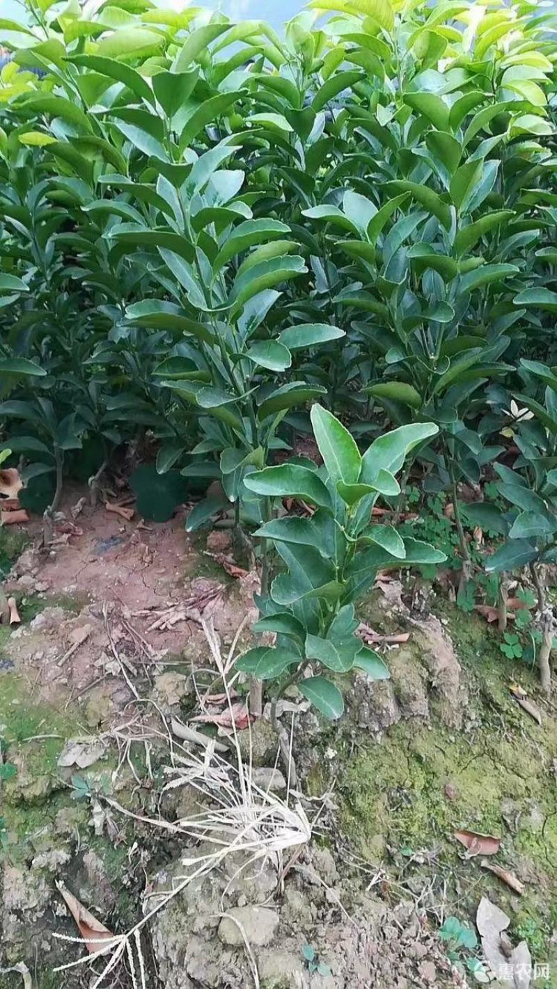 广西无籽砂糖橘苗各类苗子果树苗产地直销
