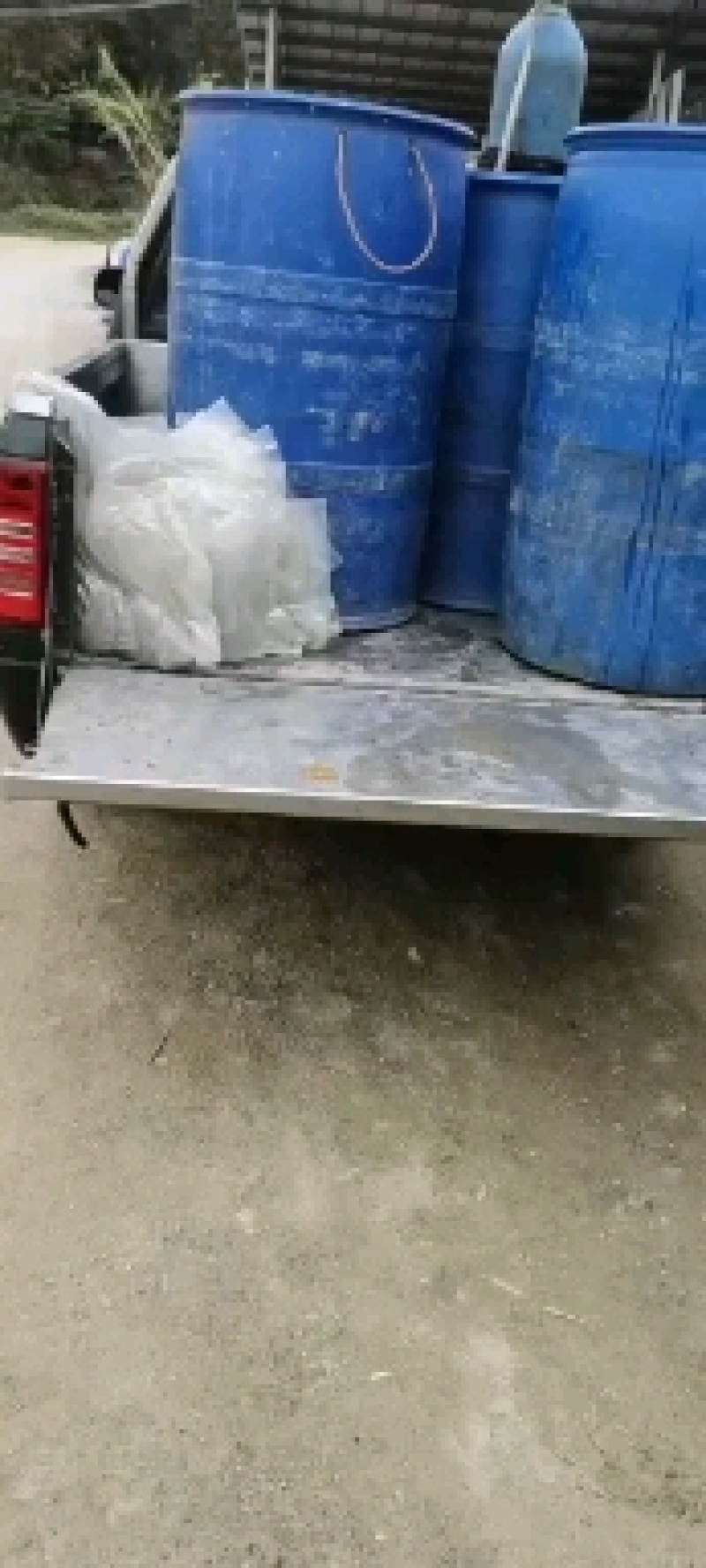 海南1号罗非鱼苗/新吉富罗非鱼苗/快大型/高活率/扩病力