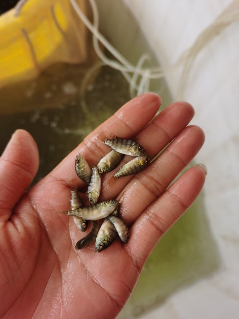 海南1号罗非鱼苗/新吉富罗非鱼苗/快大型/高活率/扩病力