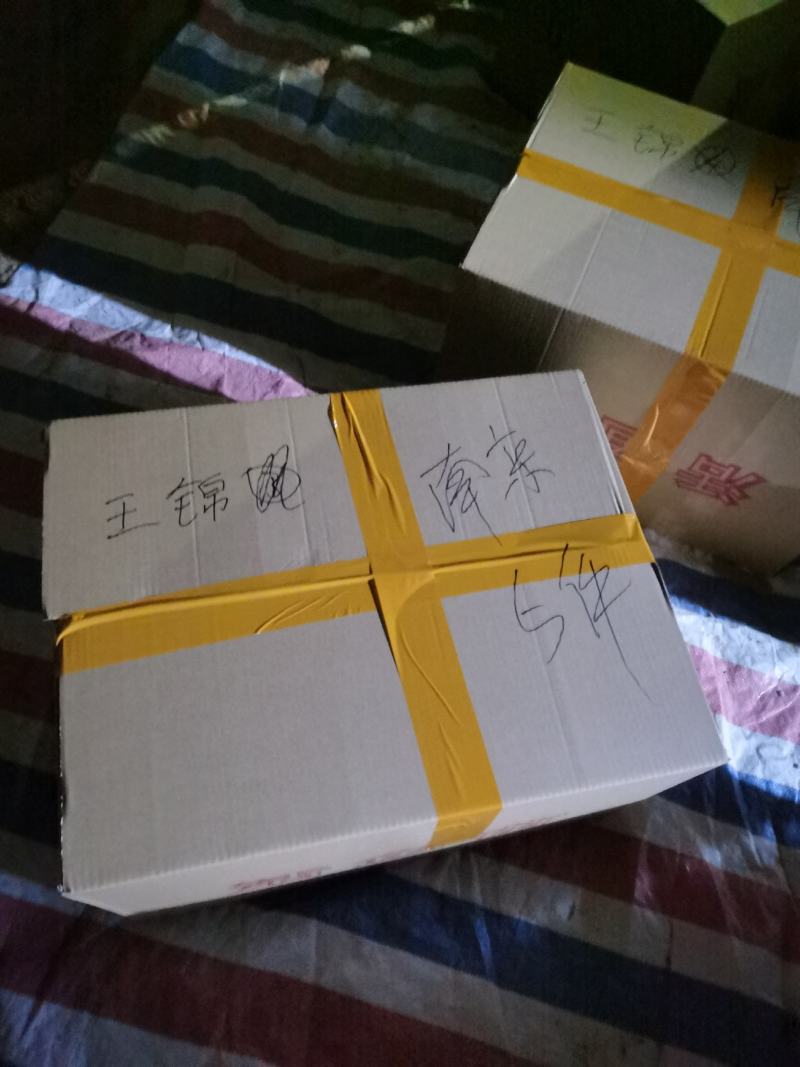 海南1号罗非鱼苗/新吉富罗非鱼苗/快大型/高活率/扩病力