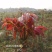 四季香椿，高原，平原“全地形，全气候，全季节”采摘香椿芽