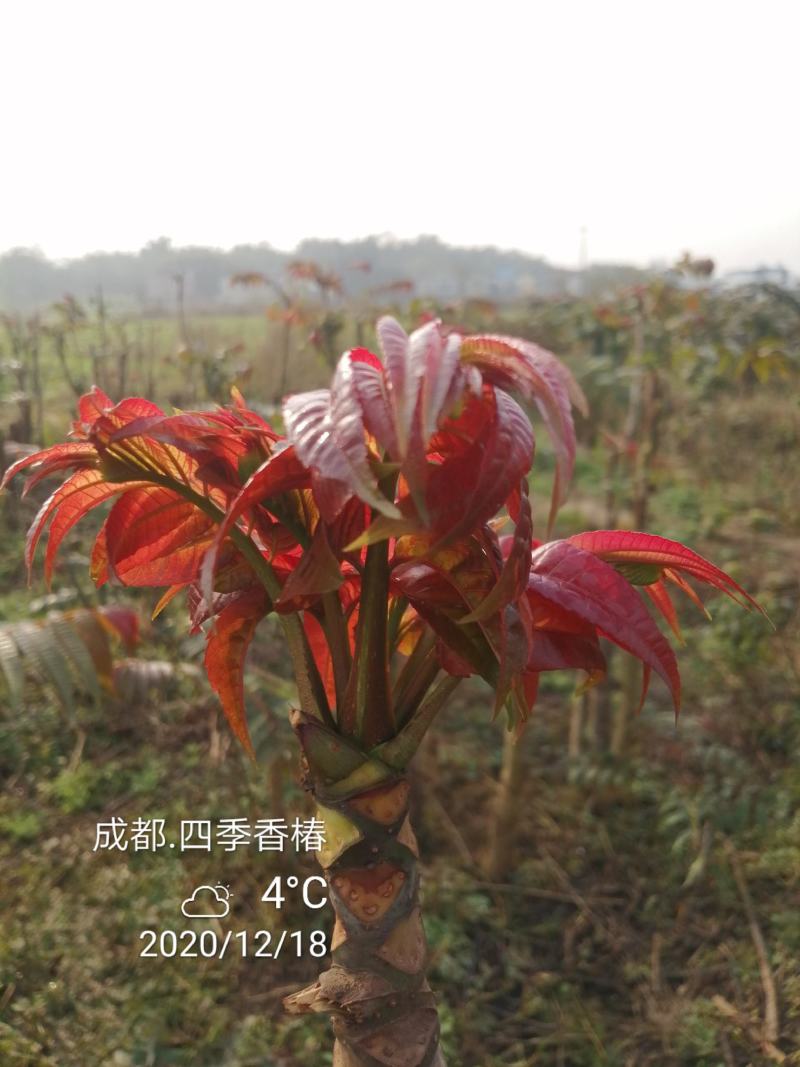 四季香椿，高原，平原“全地形，全气候，全季节”采摘香椿芽
