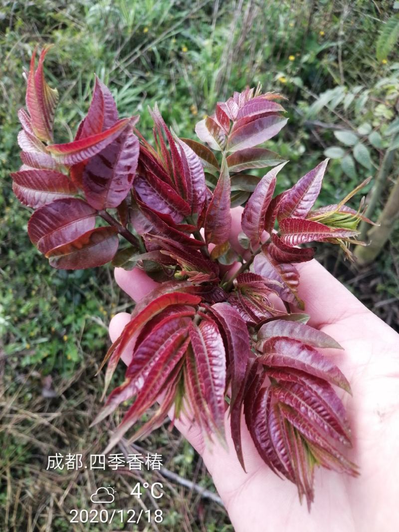 四季香椿，高原，平原“全地形，全气候，全季节”采摘香椿芽