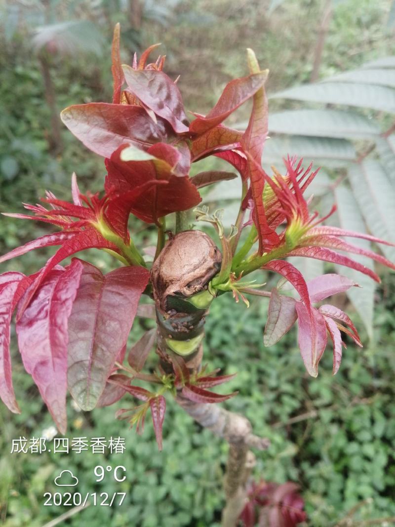 四季香椿，高原，平原“全地形，全气候，全季节”采摘香椿芽