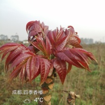 四季香椿，高原，平原“全地形，全气候，全季节”采摘香椿芽