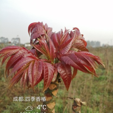 四季香椿，高原，平原“全地形，全气候，全季节”采摘香椿芽
