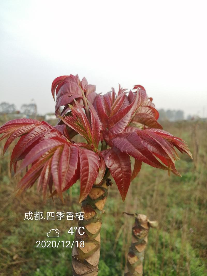 四季香椿，高原，平原“全地形，全气候，全季节”采摘香椿芽