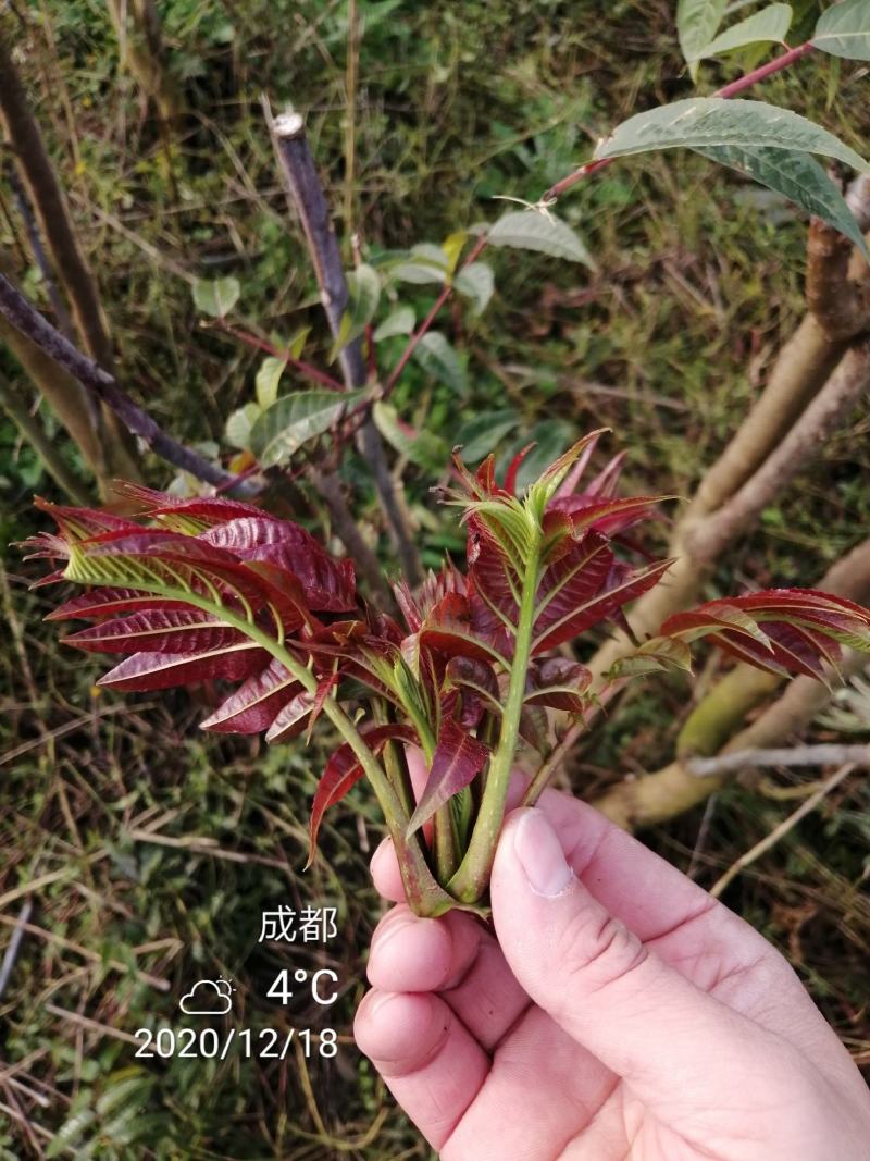 四季香椿，高原，平原“全地形，全气候，全季节”采摘香椿芽