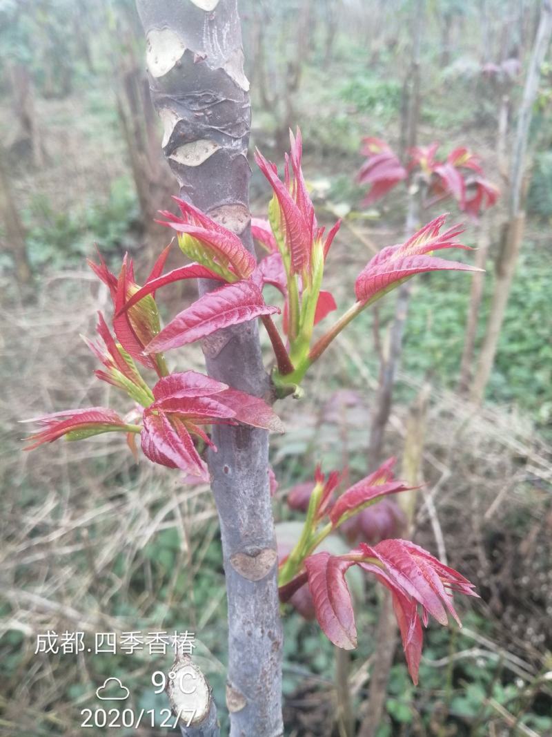 四季香椿，高原，平原“全地形，全气候，全季节”采摘香椿芽