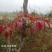 四季香椿，高原，平原“全地形，全气候，全季节”采摘香椿芽