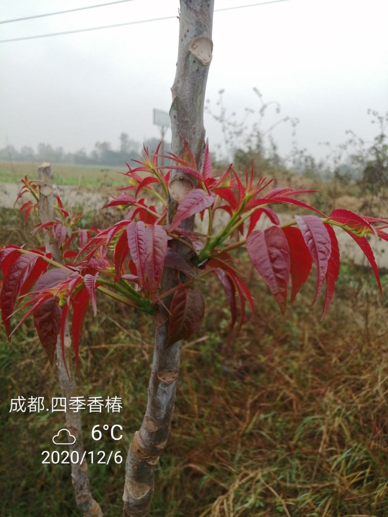 四季香椿，高原，平原“全地形，全气候，全季节”采摘香椿芽
