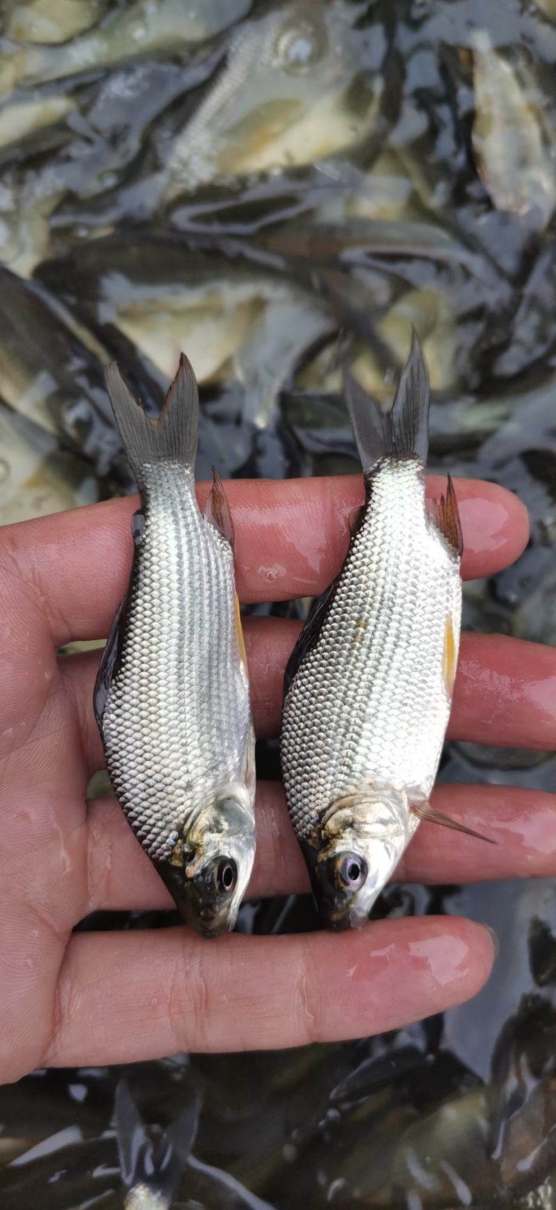 鳊鱼苗，武昌鱼苗，三角边鱼苗淡水鱼苗养殖一手贷源。