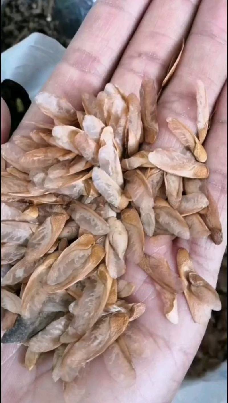 杜仲种子产地直销现货直供低价批发产地货源，产地物流发贺