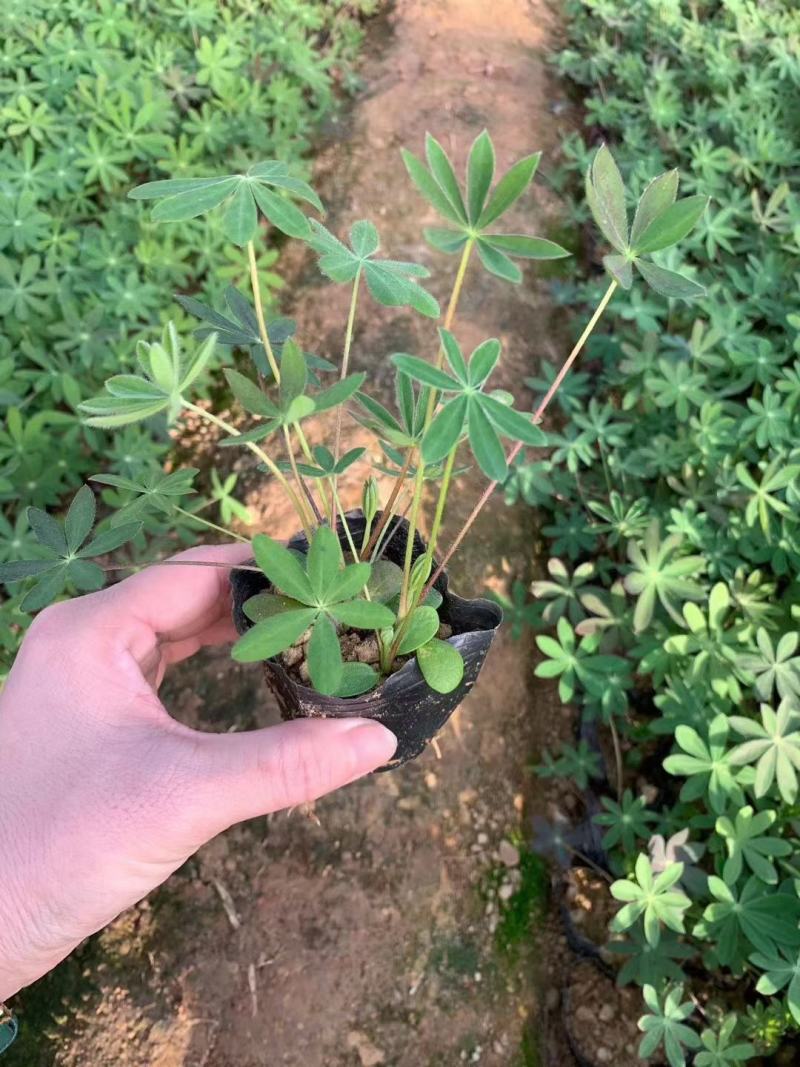鲁冰花价格，鲁冰花双色盆，鲁冰花工程苗现货供应