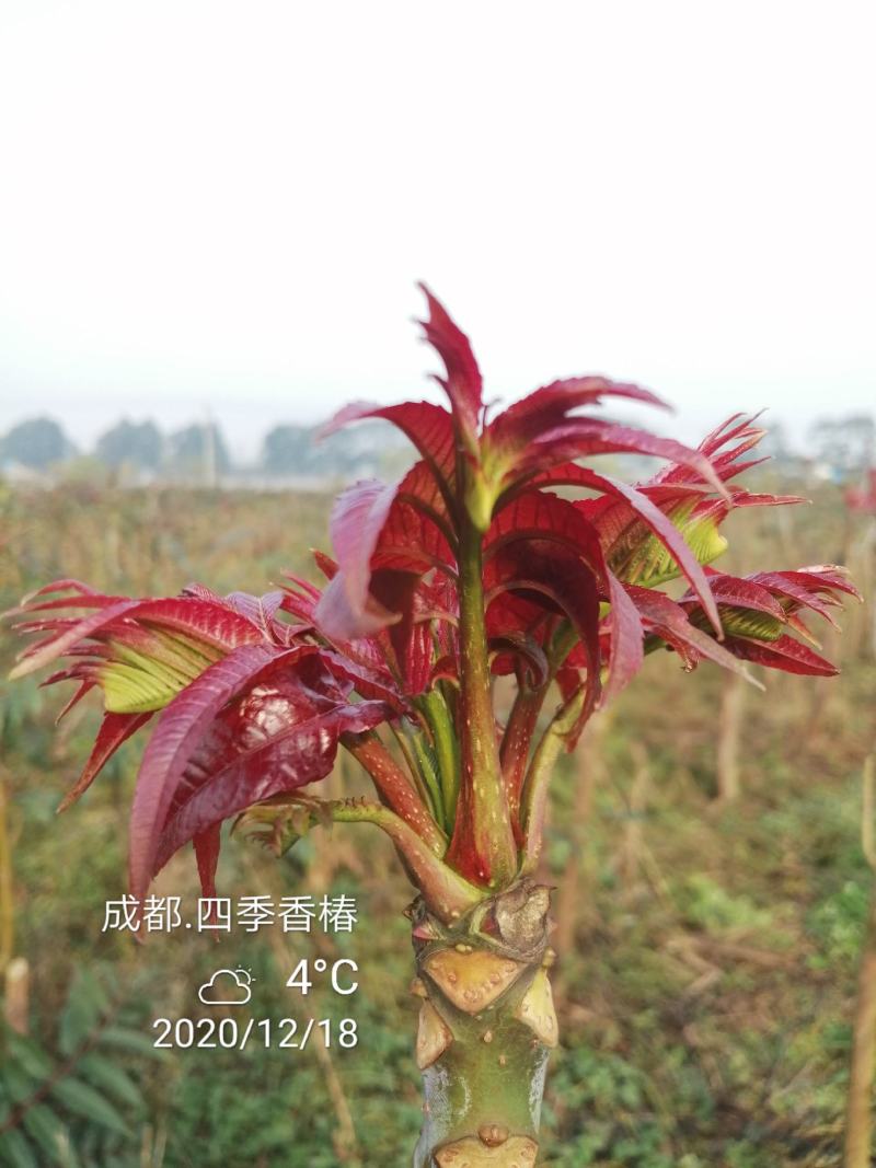 四季香椿，高海拔低平原，专利保护资源，当年栽培可当年采收