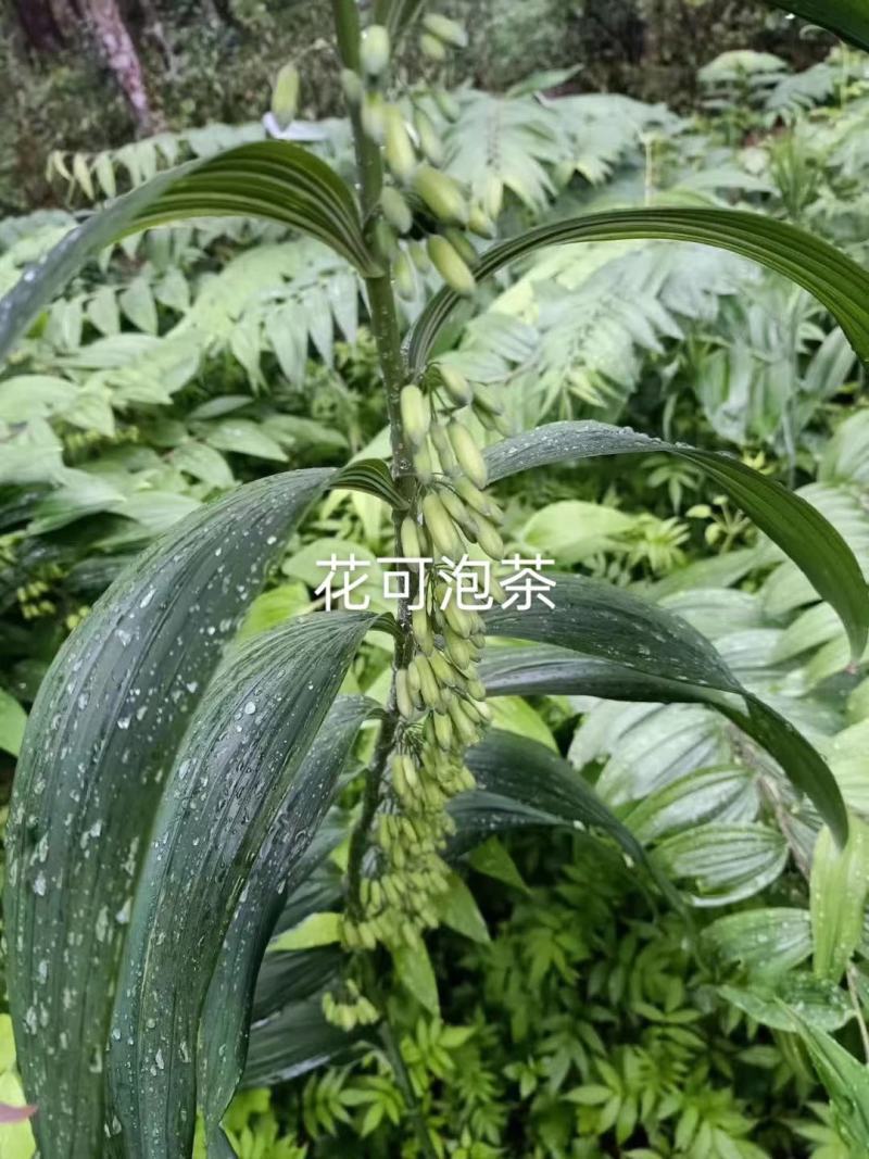 石菖蒲，黄精，白芨种苗成品均有供应！！！