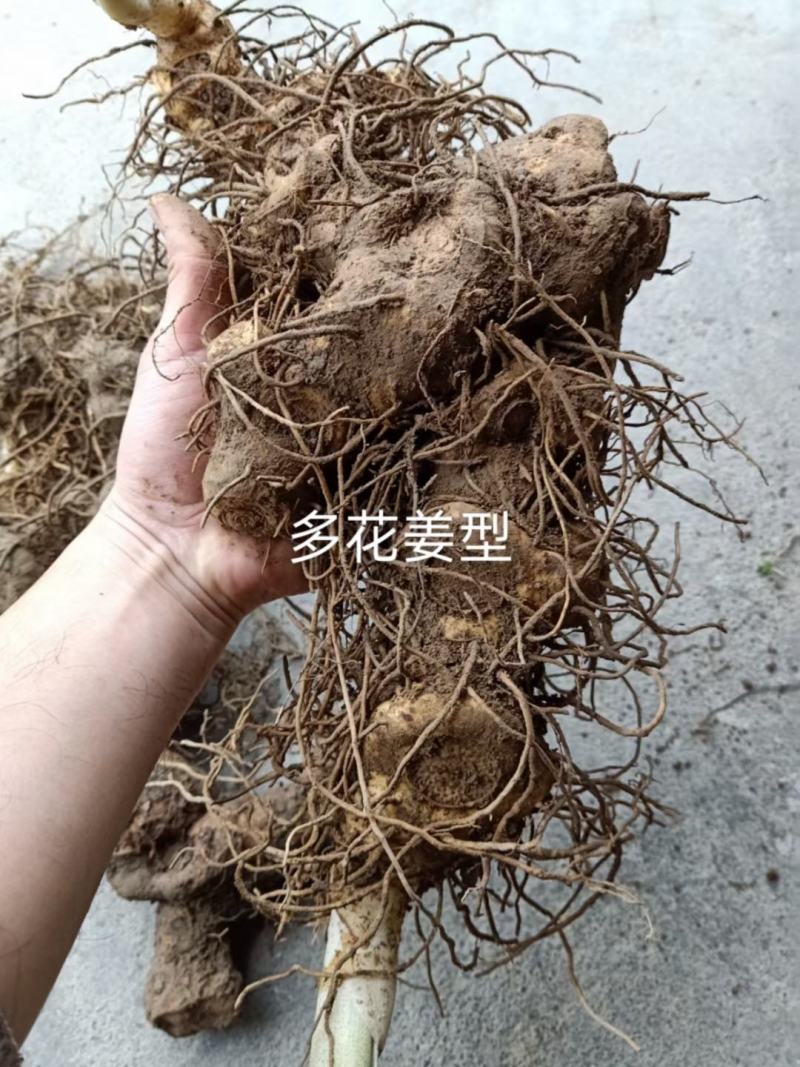 石菖蒲，黄精，白芨种苗成品均有供应！！！