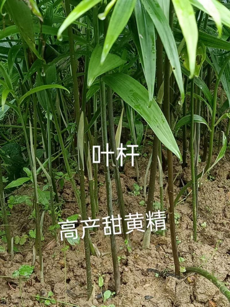 石菖蒲，黄精，白芨种苗成品均有供应！！！