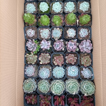 多肉植物组箱基地直发货品种多样欢迎来电咨询