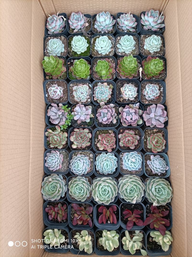 多肉植物组箱基地直发货品种多样欢迎来电咨询