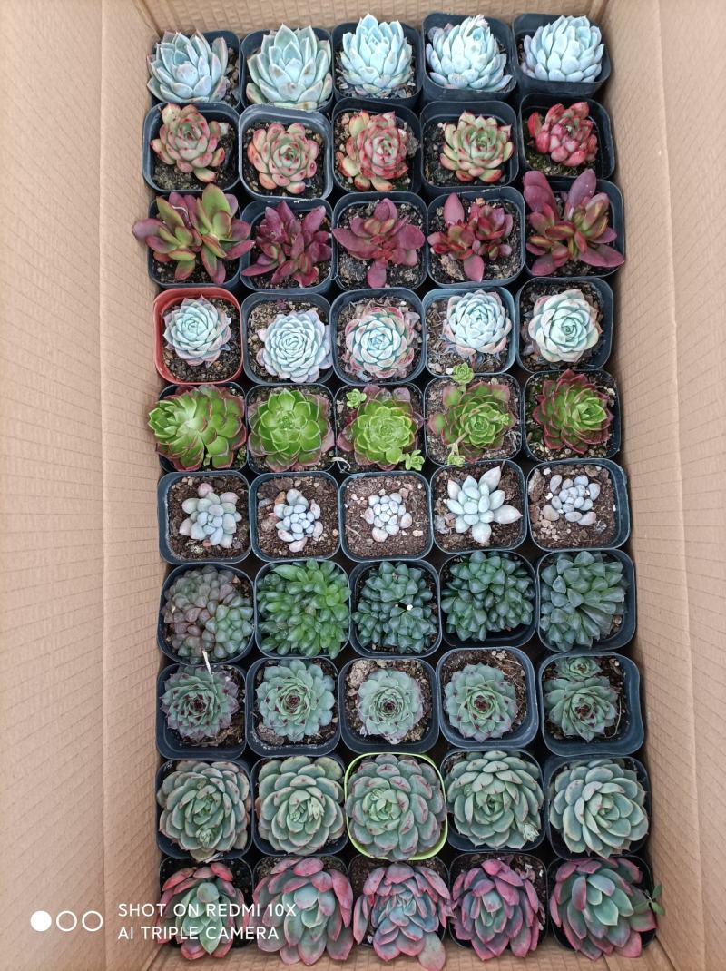 多肉植物组箱基地直发货品种多样欢迎来电咨询