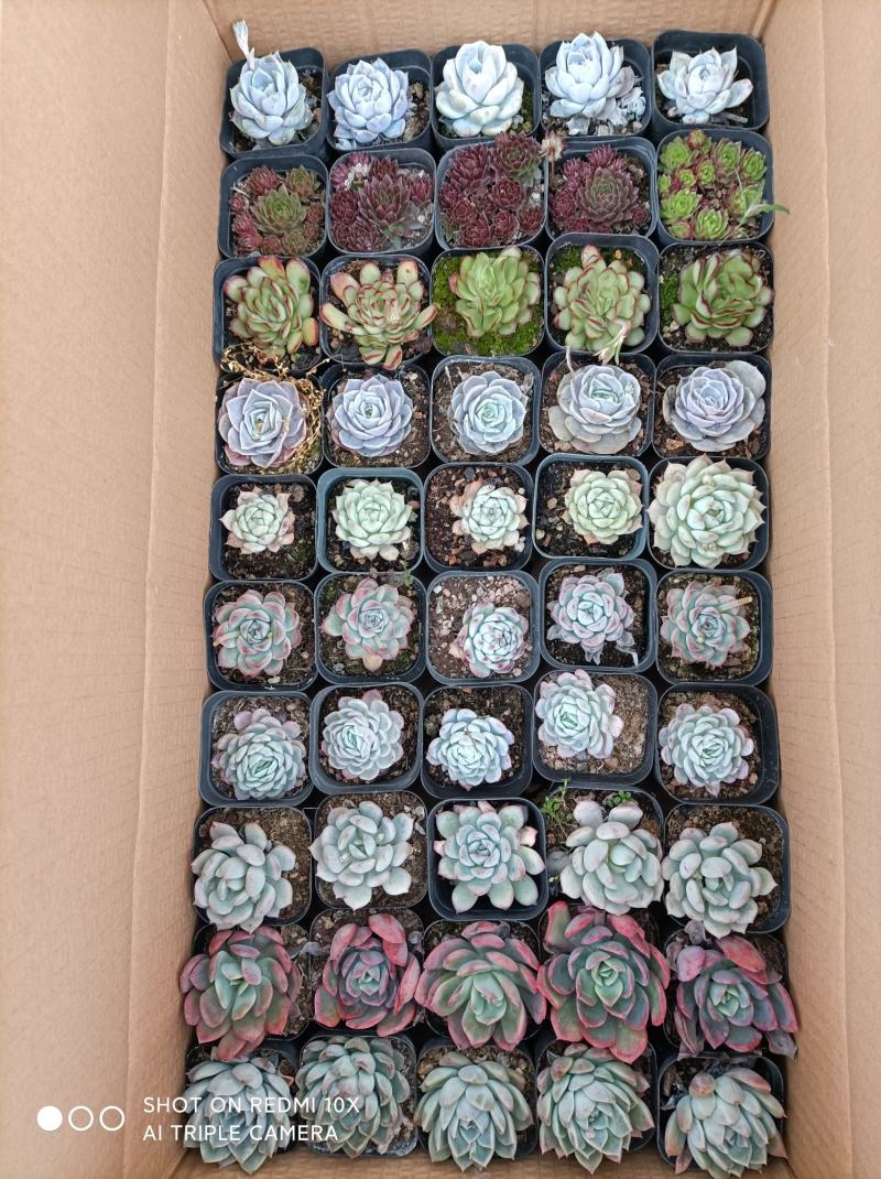 多肉植物组箱基地直发货品种多样欢迎来电咨询