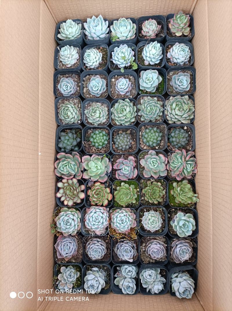 多肉植物组箱基地直发货品种多样欢迎来电咨询